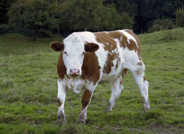 Коричневая и белая корова на откормочной площадке — стоковое фото