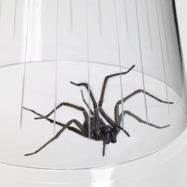 Apanhado aranha sob uma tigela de vidro — Fotografia de Stock