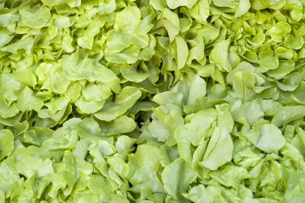 Háttér zöld saláta — Stock Fotó