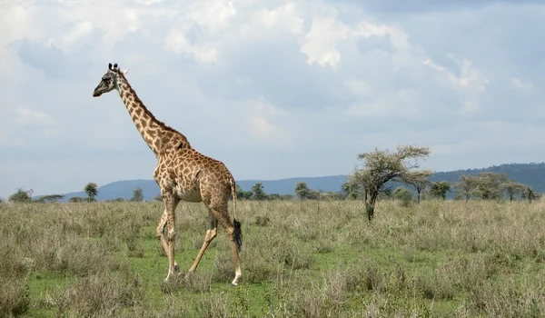 Giraffa che cammina nella savana — Foto Stock