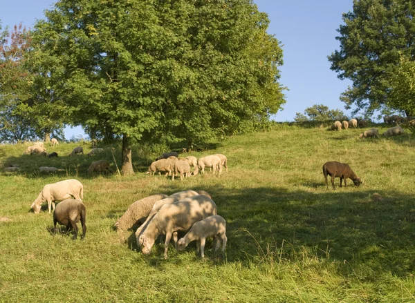 Выпас овец в солнечной атмосфере — стоковое фото