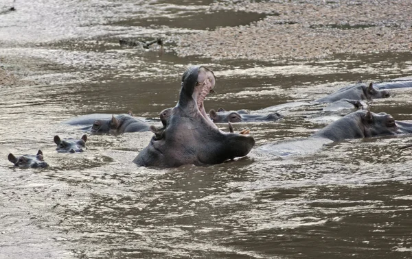 Hippos in Uganda — Stock Photo, Image