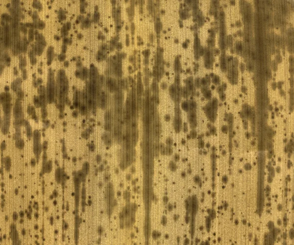 Ljus brun ruttna blad detalj — Stockfoto