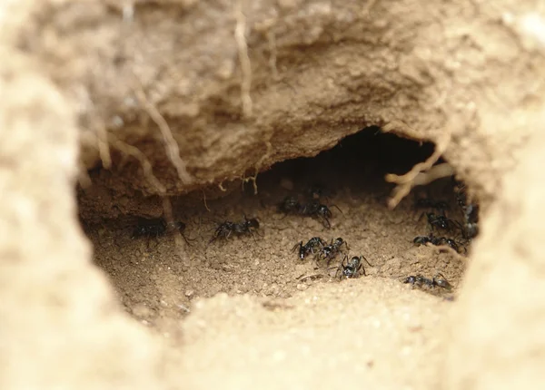 Ants in a hole — Stock Photo, Image