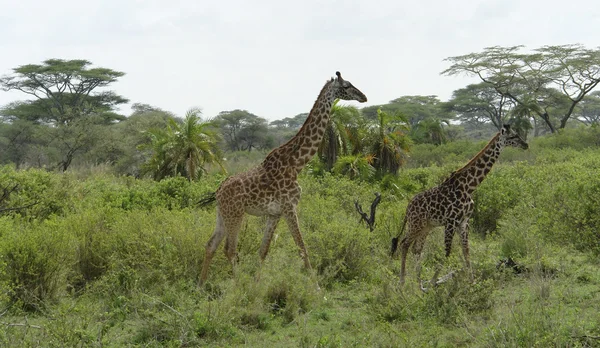 녹색 식물을 통해 걷는 두 기린 — 스톡 사진