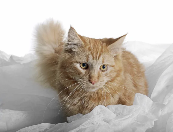 Мейн Кун кошеня — стокове фото