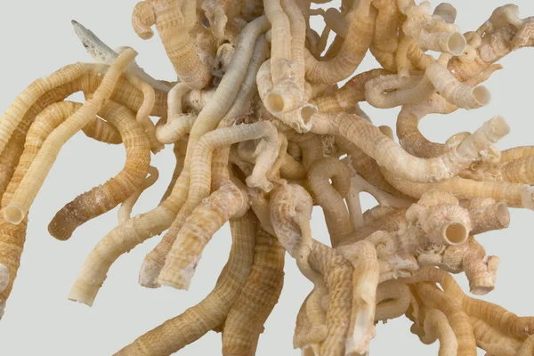 Serpulid robak rury — Zdjęcie stockowe