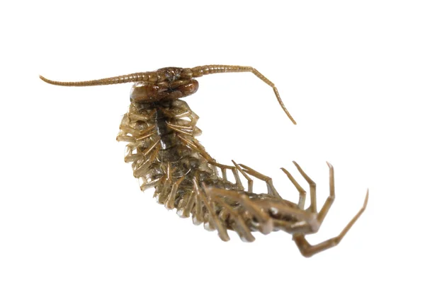 Dead supine centipede — Stock Photo, Image