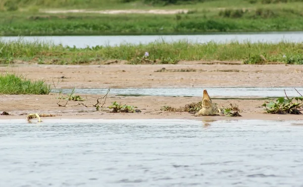 Nile crocodile waterside — Stock Photo, Image