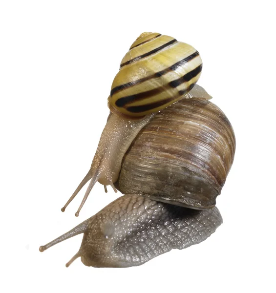 Two snails on each other — Stock Photo, Image