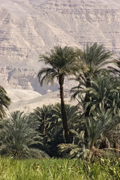 Egyptian landscape between Aswan and Luxor — Stock Photo, Image