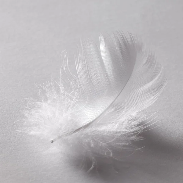Plume blanche duvet — Photo