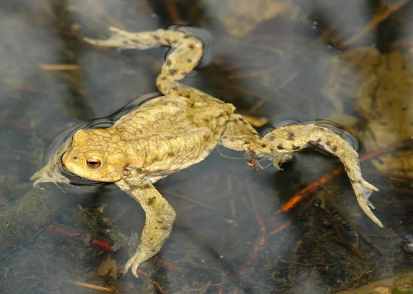 Common toad — Stock Photo, Image