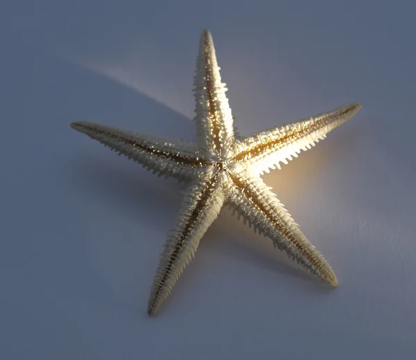 stock image Starfish