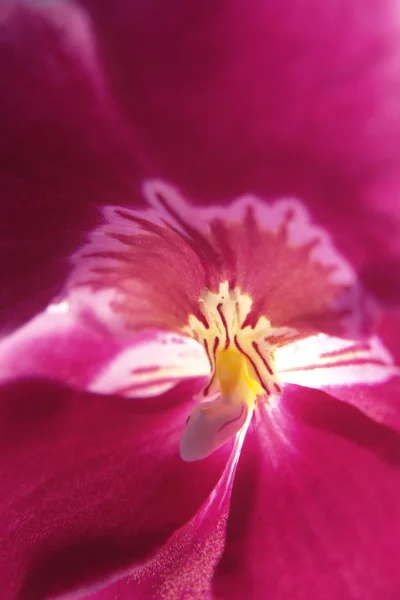 Orchidea viola — Foto Stock