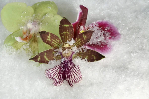 Três flores de orquídea na neve — Fotografia de Stock
