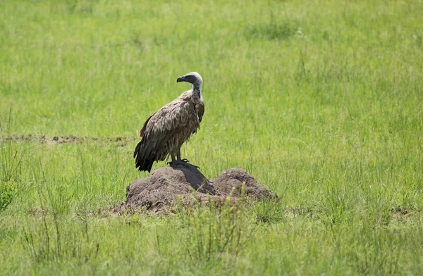 Avvoltoio bianco in ambiente erboso — Foto Stock