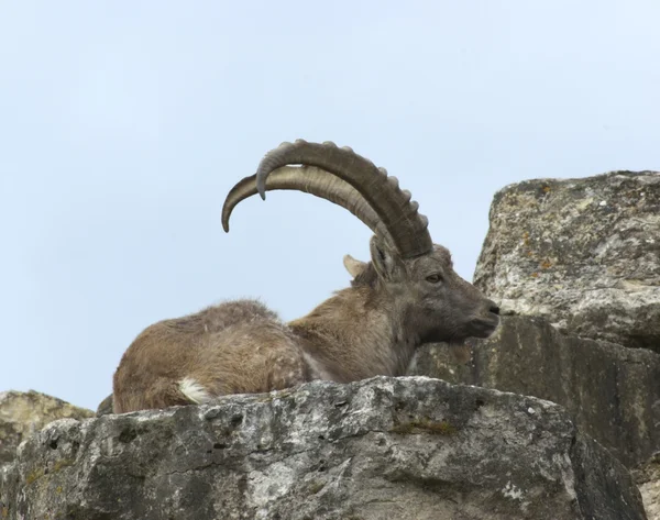 Ibex alpino en reposo — Foto de Stock