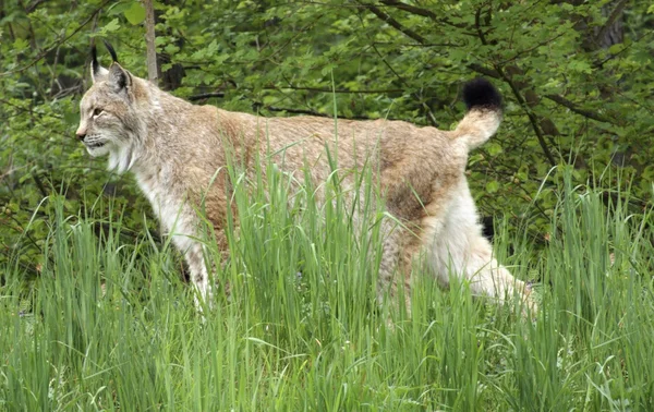 Eurasian Lynx in natural back — Stock Photo, Image