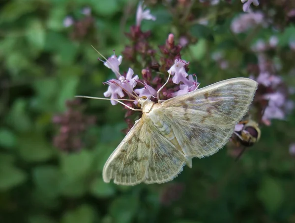 Pastelové barevné malé motýl — Stock fotografie