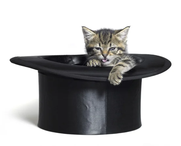 Funny kitten in top hat — Stock Photo, Image