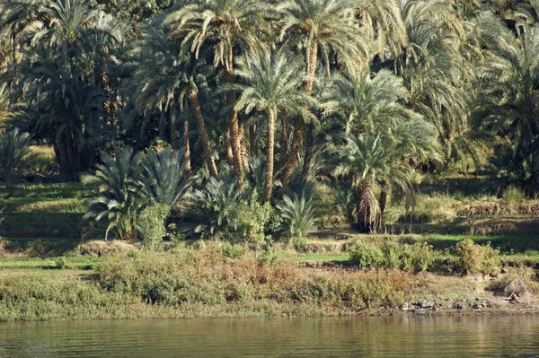 Waterside Vegetação do Nilo — Fotografia de Stock