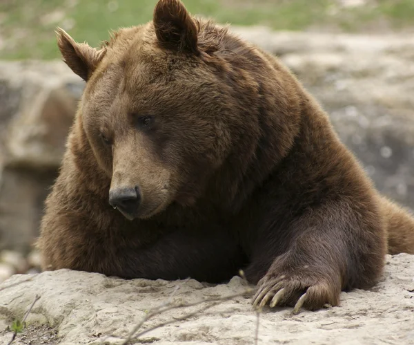 Bruine beer zijwaarts — Stockfoto