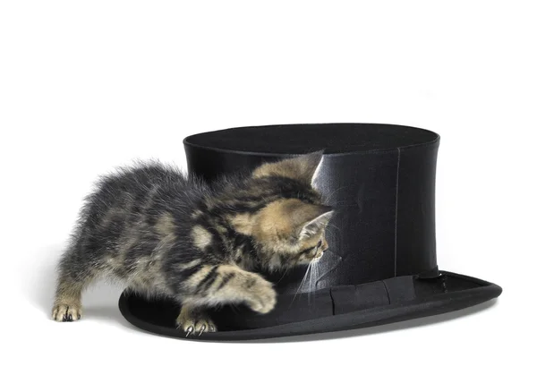 고양이 상단 모자 뒤에 숨어 — 스톡 사진