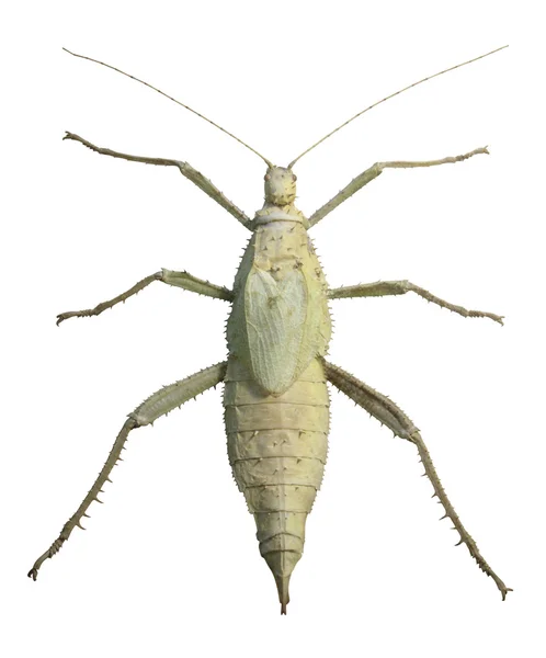 Exotic female grasshopper — Stock Photo, Image