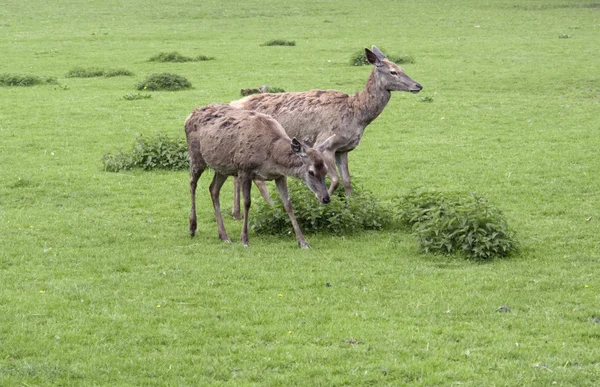 Dos ciervos rojos en un ambiente verde y herboso —  Fotos de Stock
