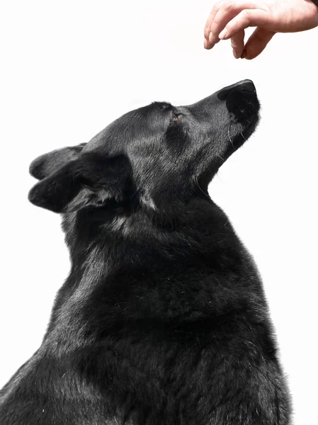 Чёрная собака и награда — стоковое фото