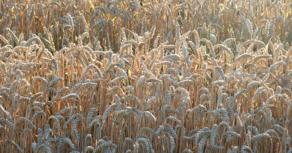 Dettaglio campo di grano soleggiato — Foto Stock