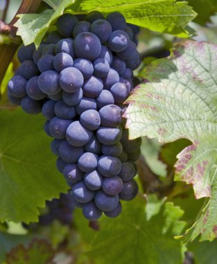 Bunch of red grapes clipart