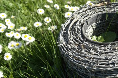 Barbwire and daisy flowers on a meadow clipart