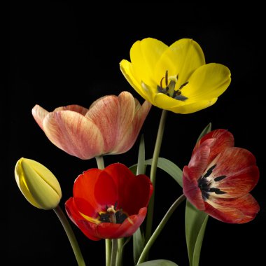 Colorful tulip flowers clipart