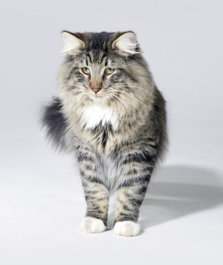 Tabby Norwegian Forest cat clipart