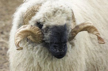 Valais Blacknose sheep clipart