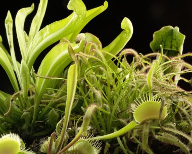 Carnivorous plants clipart