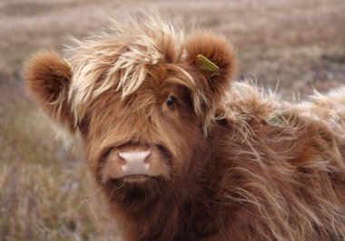 Highland cattle portrait clipart