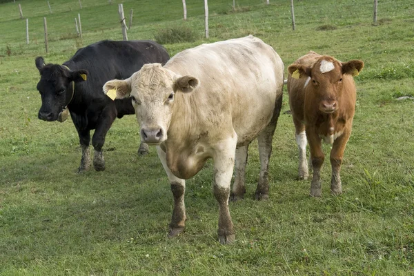 Drei farbige Kühe auf einer Weide — Stockfoto