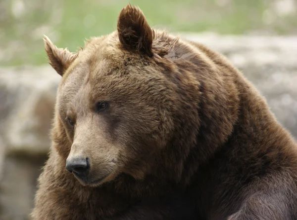 Porträtt av en brunbjörn — Stockfoto
