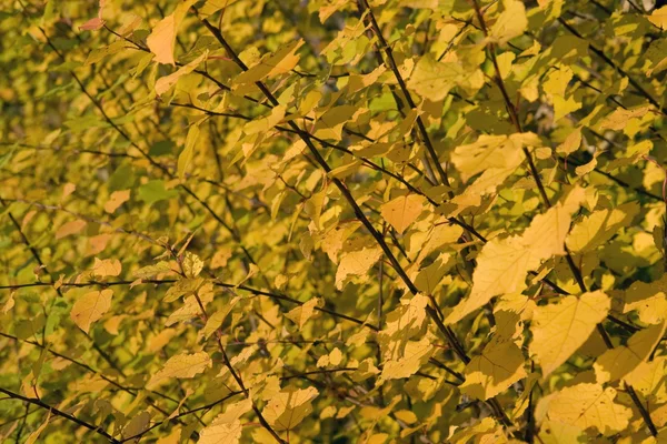 Feuilles d'automne jaunes — Photo