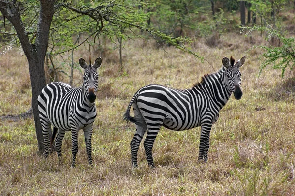 Zebry w Afryce — Zdjęcie stockowe