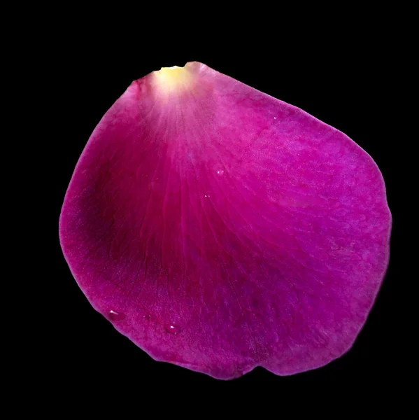 Фіолетовий пелюсток троянди — стокове фото