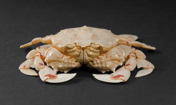 Moon crab in dark back — Stock Photo, Image