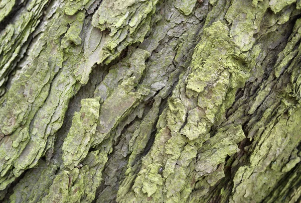 抽象的な樹皮の詳細 — ストック写真