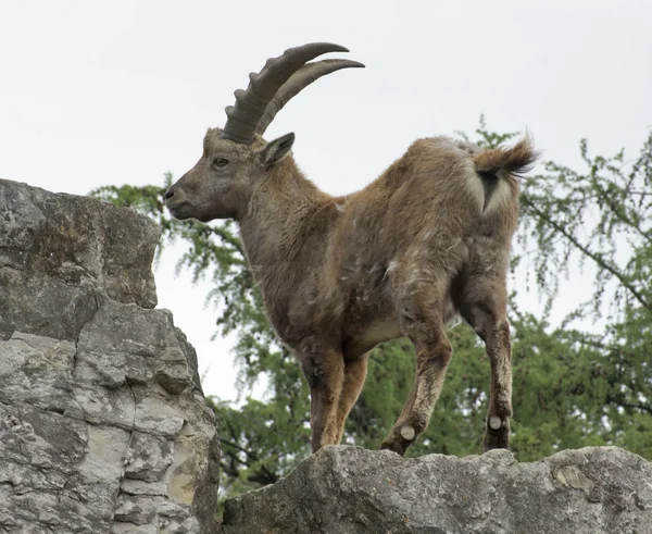 Alpine Ibex on rock formation — Stock Photo, Image
