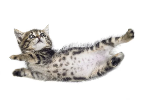 ลูกแมวที่ล้ม — ภาพถ่ายสต็อก