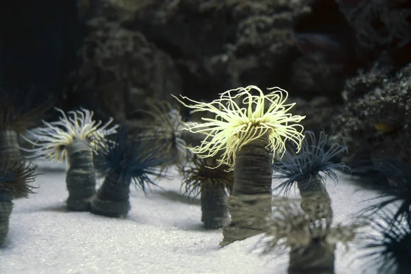 Sea anemones — Stock Photo, Image