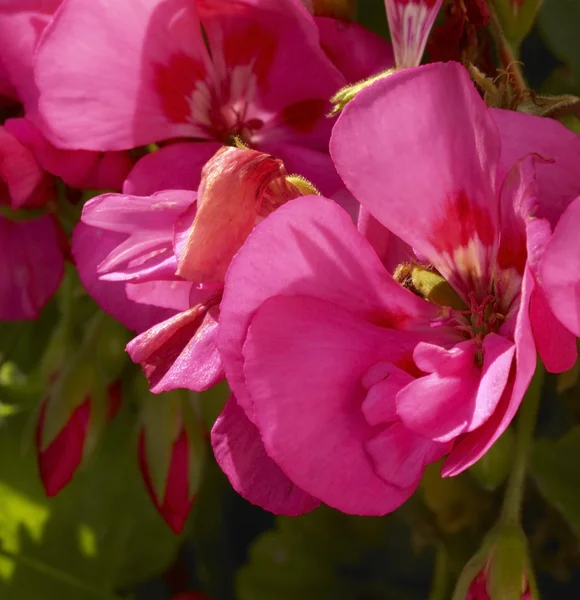 Geranium flower — Stock Photo, Image